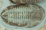 Pair Of Large Lower Cambrian Trilobites (Longianda) - Issafen, Morocco #233860-7